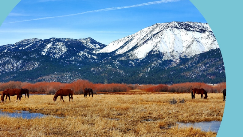 Wild horses in the marshlands near Reno, Nevada.
