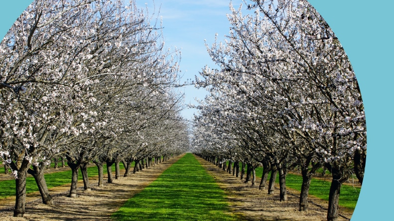 A row of almond blossoms in the Upper Sacramento Valley.