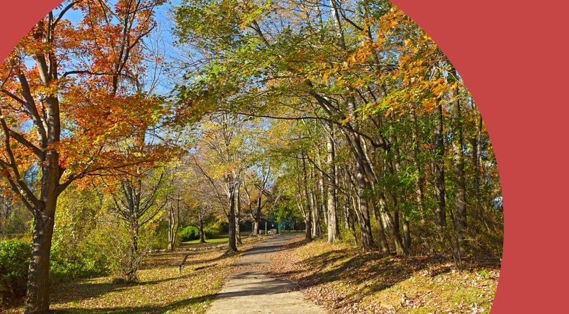Bright color of trees and leaves in fall in suburban Falls Church, Virginia.