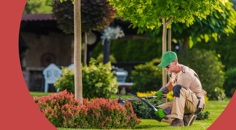 A landscaper kneeling on a manicured lawn, trimming a red flowering shrub with hand shears in a well-kept backyard.