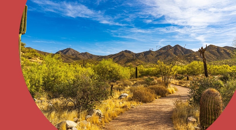 A footpath surrounded by cacti in Scottsdale, Arizona.