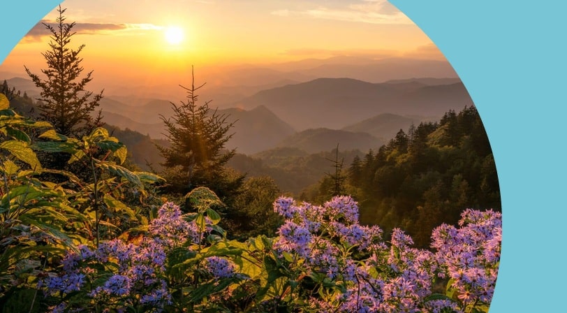 A sunset over wildflowers in the Great Smoky Mountains.
