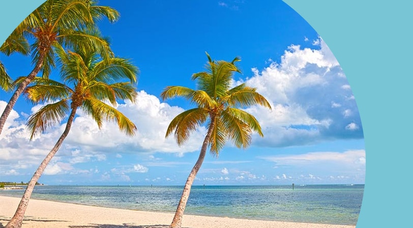 Palm trees on a beach in Florida on a sunny day.