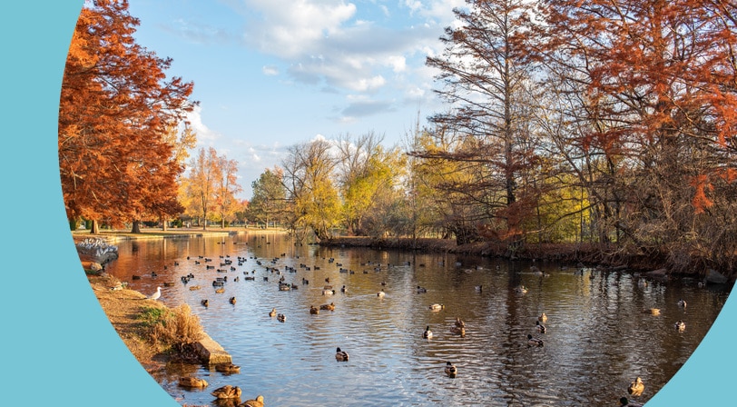 Ducks floating on a calm stretch of the Boise River in late fall, lined with trees in orange and rust foliage under a partly cloudy sky.