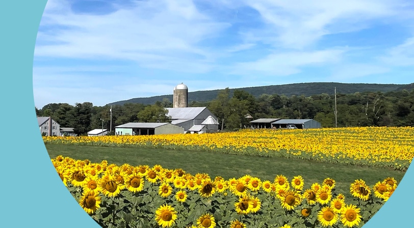 A field of sunflowers in bloom in front of a farmhouse, barn, and silo in Lancaster County, Pennsylvania.