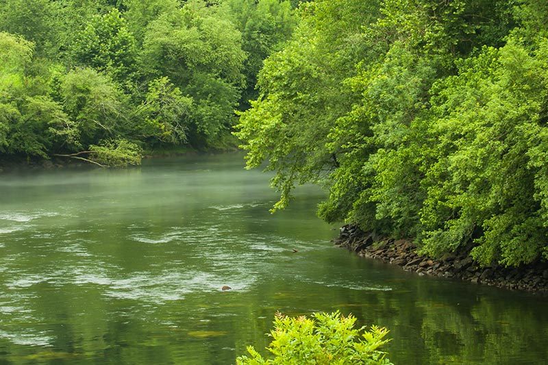 Trees along the banks of the Chattahoochee River beneath the Buford dam in Georgia.