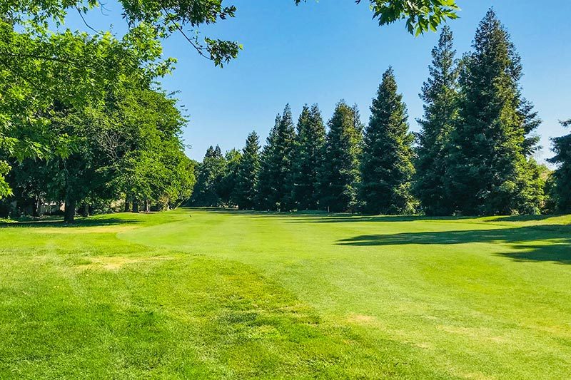 Trees surrounding the golf course at Swallows Nest in Sacramento, California.