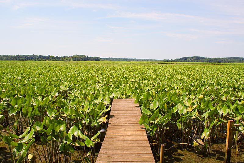 jug-bay-maryland A boardwalk on the water in Jug Bay, Maryland.