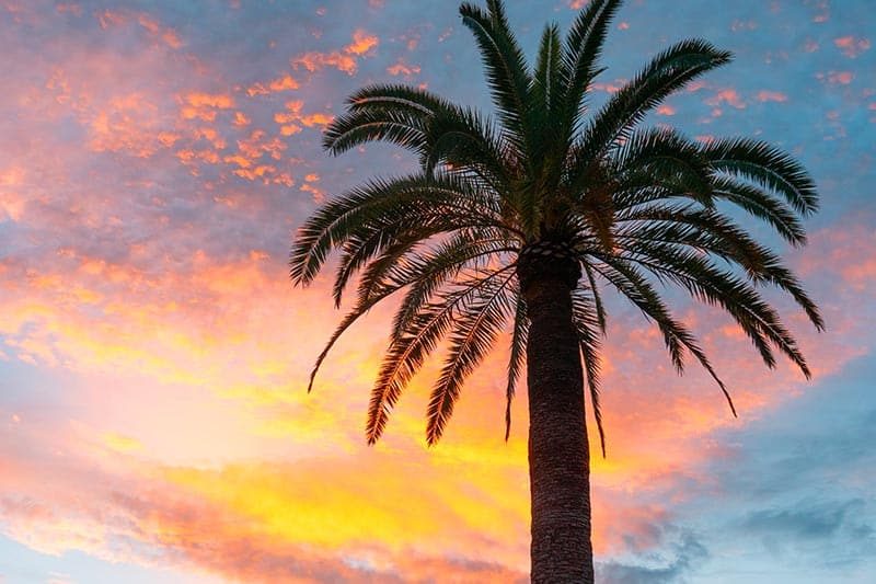 A palm tree against a sunset sky in Orlando, Florida.
