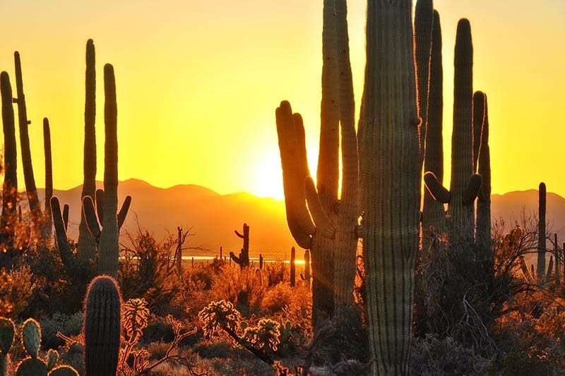 Sunset over Saguaro National Park near Tucson, Arizona.