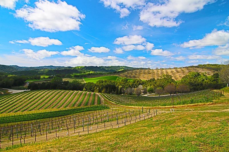 Rows of vineyards on a sunny day in Paso Robles, California.