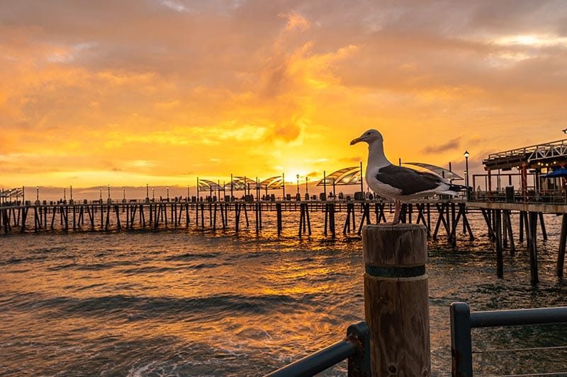 A bird perched on a dock post in Torrance, California at sunset.